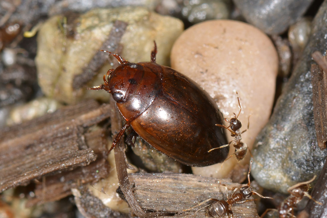 Dytiscidae: Agabus sp? S, Agabus brunneus